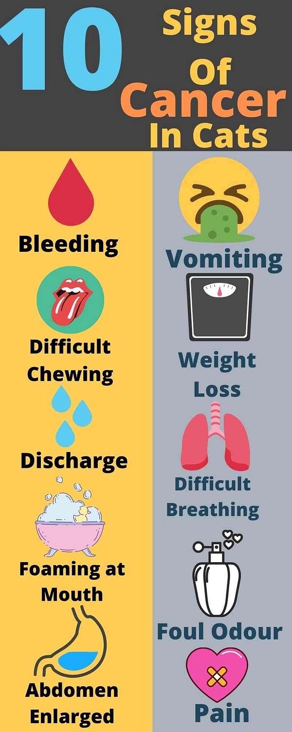 Signs Your Cat Has Stomach Cancer / Mammary Cancer in Cats PetCoach