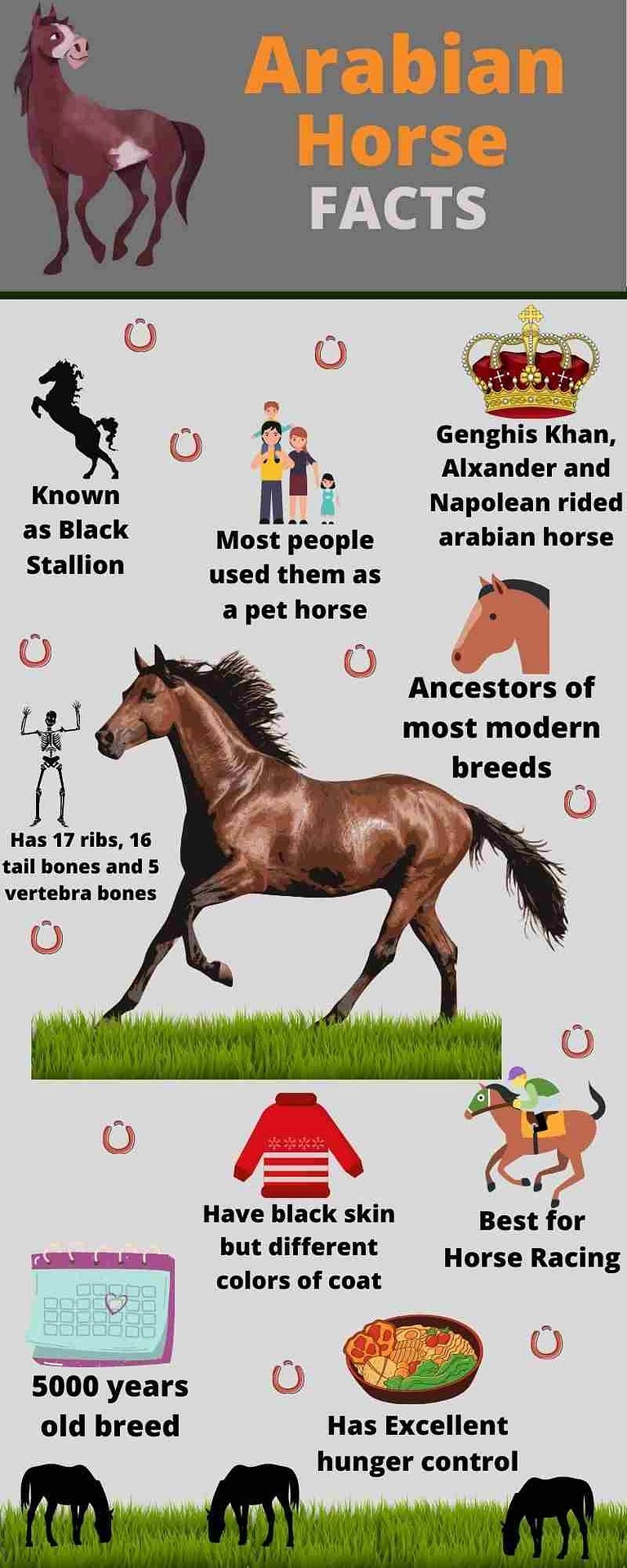 Horse Quizzes Online, Trivia, Questions & Answers ProProfs