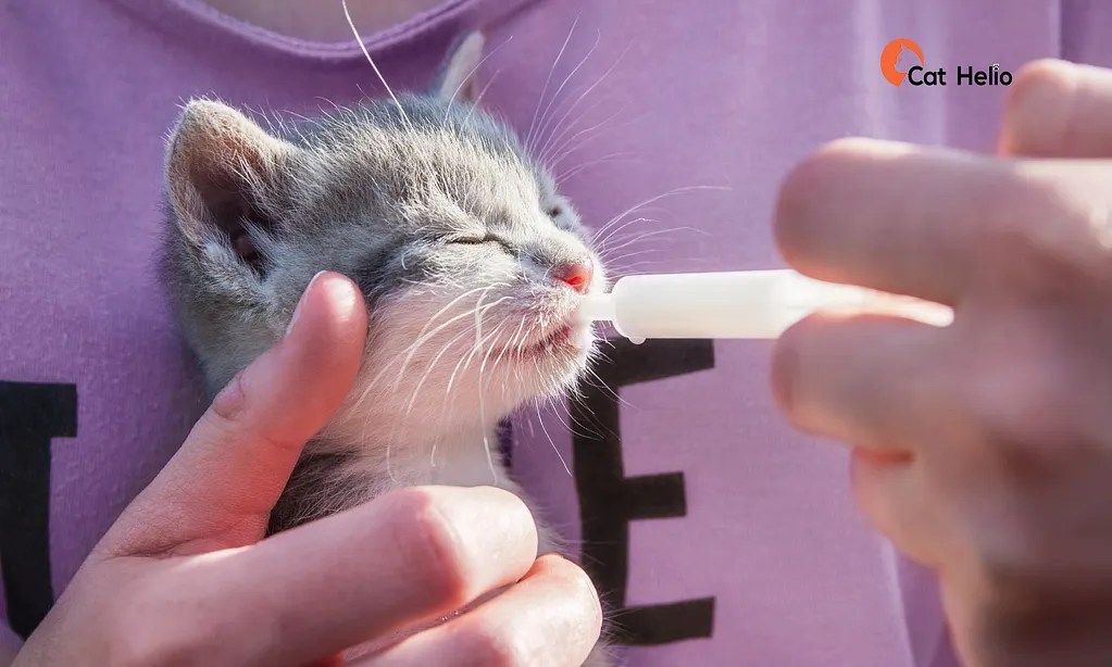 How To Force Feed A Cat? Stepbystep guide Cat Helio