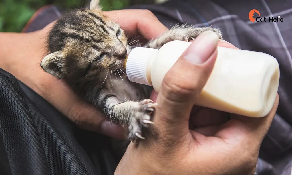 How To Force Feed A Cat? Stepbystep guide Cat Helio