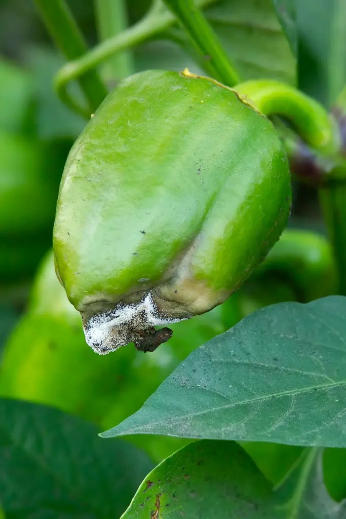 Pepper Disease Management Why do My Peppers Have Brown Spots? Cedar