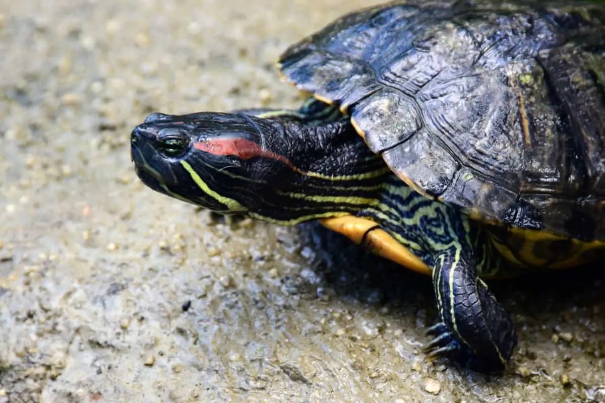 What To Feed Red Eared Slider frequentlyasked questions
