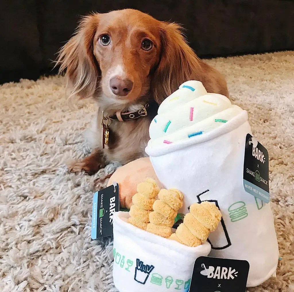 DogFriendly Dining in San Diego