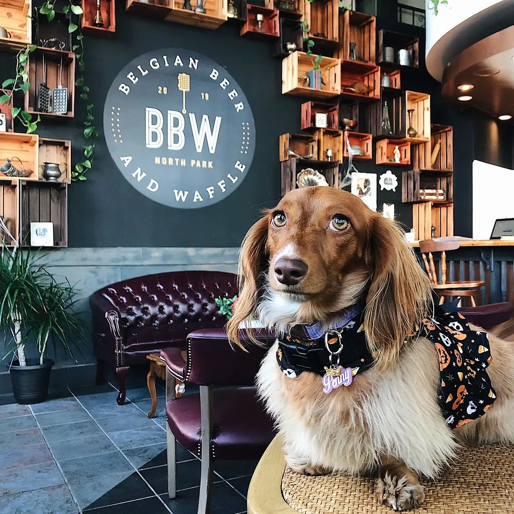 Dig into San Diego's Best Dog Food Top 10 Picks for Downtown Pups