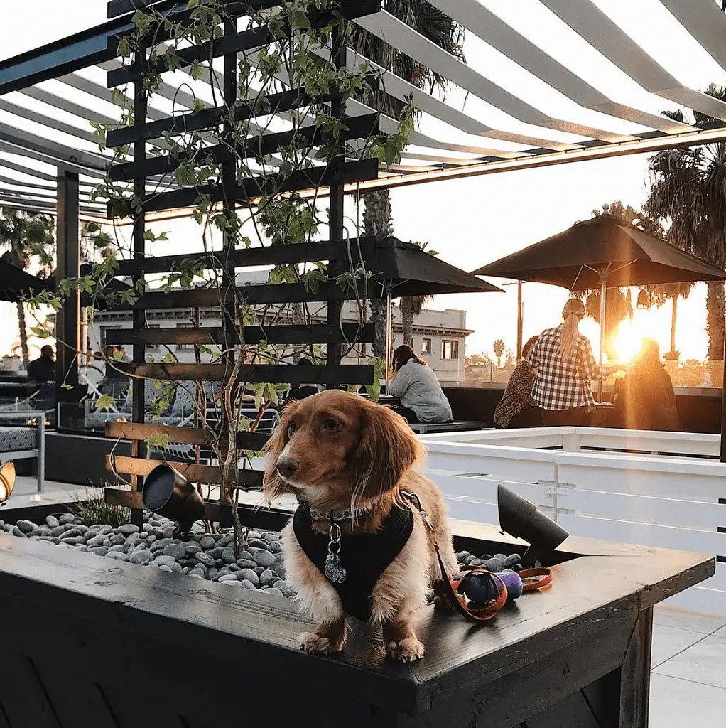 DogFriendly Dining in San Diego