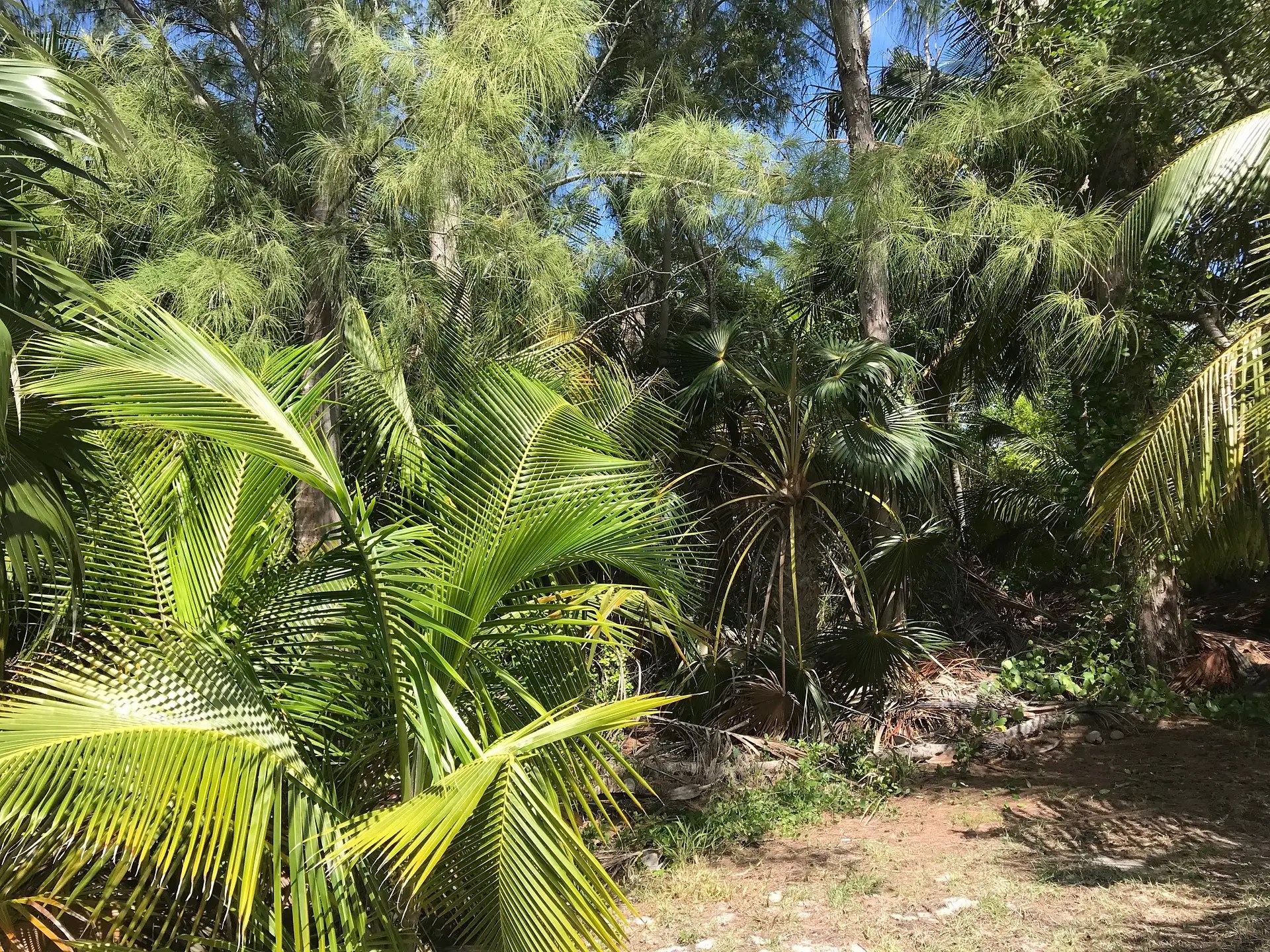 0.63 Acre Beachfront Lot for Sale, North Palmetto Point, Eleuthera