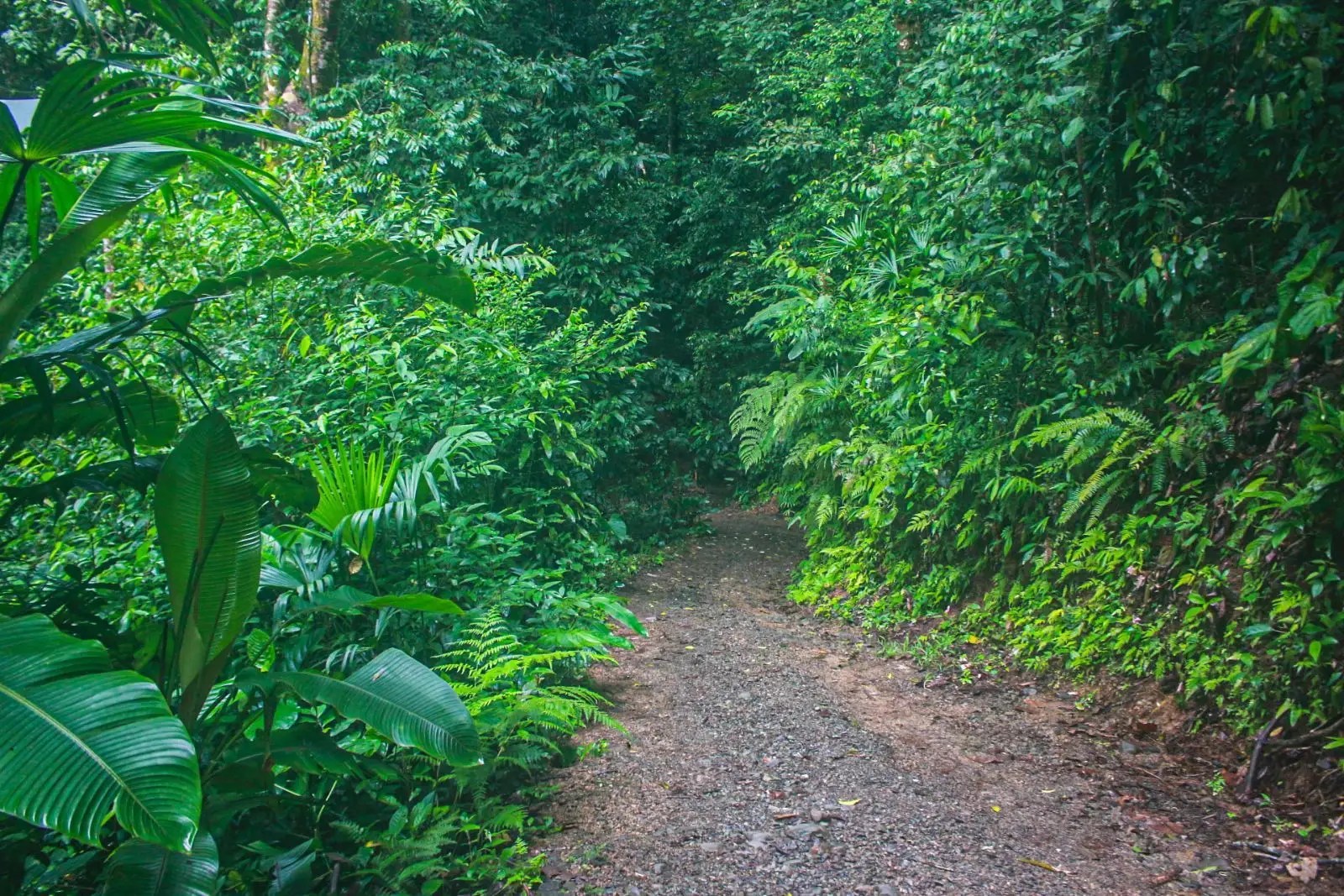 11Acre MultiUnit Jungle Property for Sale, Lagunas, Dominical