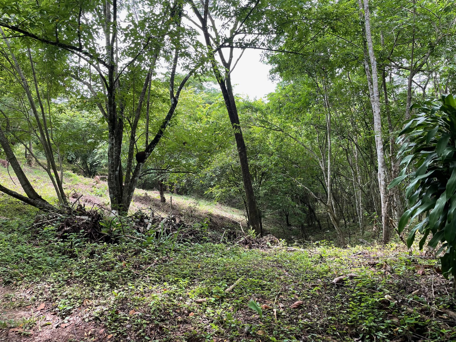 3.57 Hectares of Development Land for Sale, Manzanillo, Santa Teresa