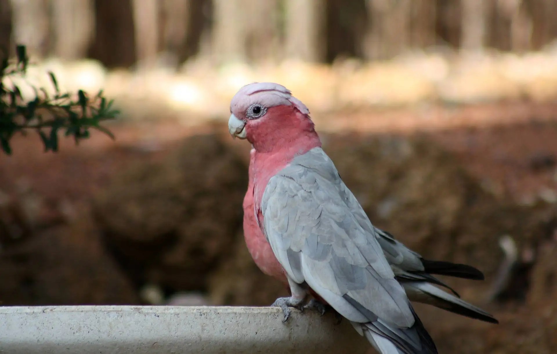 Galah Cockatoos 🦜 Highcroft Retreat & Lodge