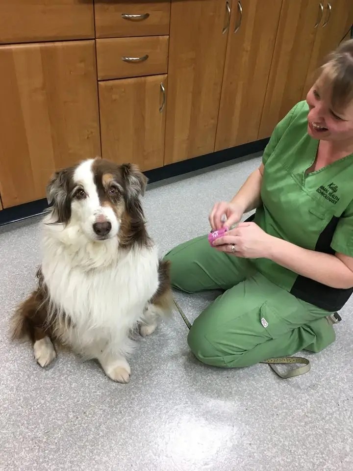 Hart Family Veterinary ClinicDiagnostic Tools Hart Family Veterinary Clinic