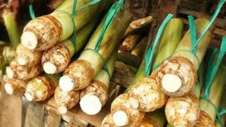 Manfaat Talas Untuk Kesehatan Tubuh Kita — CMN