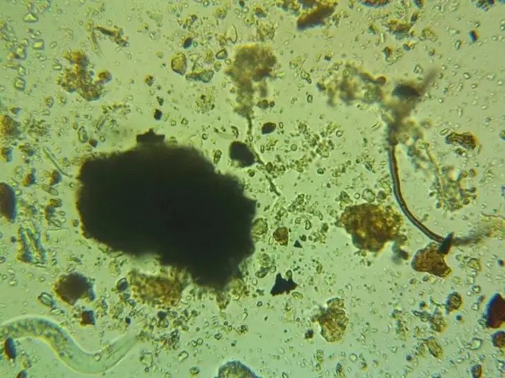 Microscopy for Monitoring Soil Health SymSoil