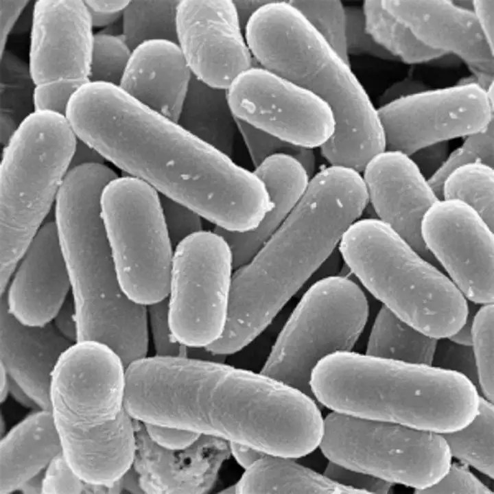 5 benefits of Lactobacillus bacteria SymSoil