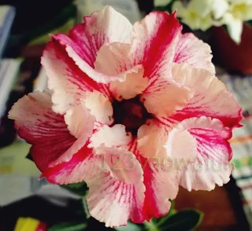 Rosa Del Desierto Double Mandrake ( 1 Planta) 350 eFpoL Precio D México