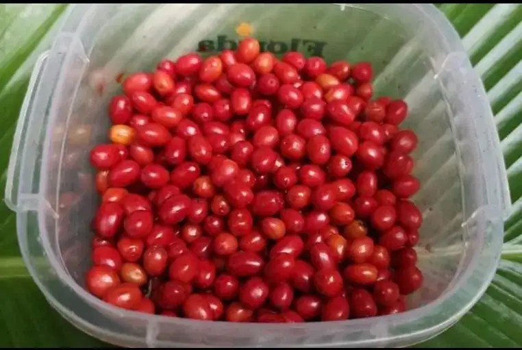 Germinating Coca Seeds