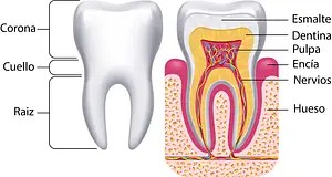 Dientes blancos instantáneamente. Clínica Dental Utrera