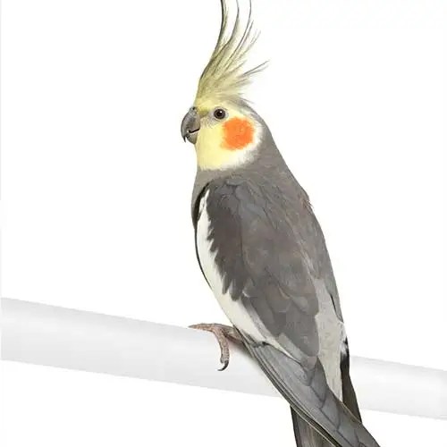 How long do pet birds live in captivity? Pet Hero