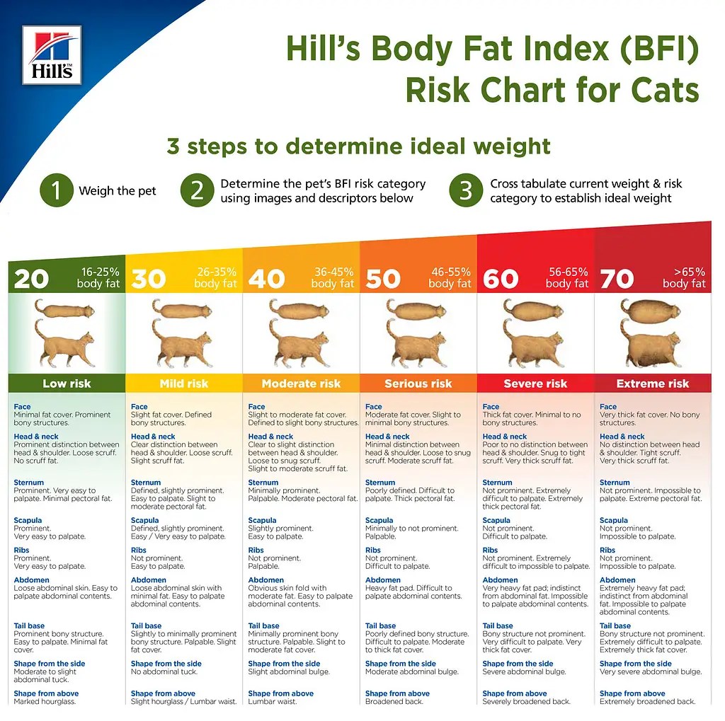 Should Pets Gain Weight In Winter? Pet Hero