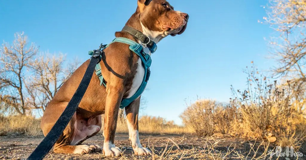 Pet Hero Helps Dog Owners Find The Best Type Of Dog Harness Pet Hero
