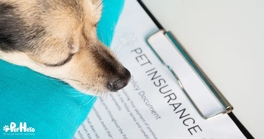 For Pets' Sake Is Pet Insurance Worth It? Pet Hero