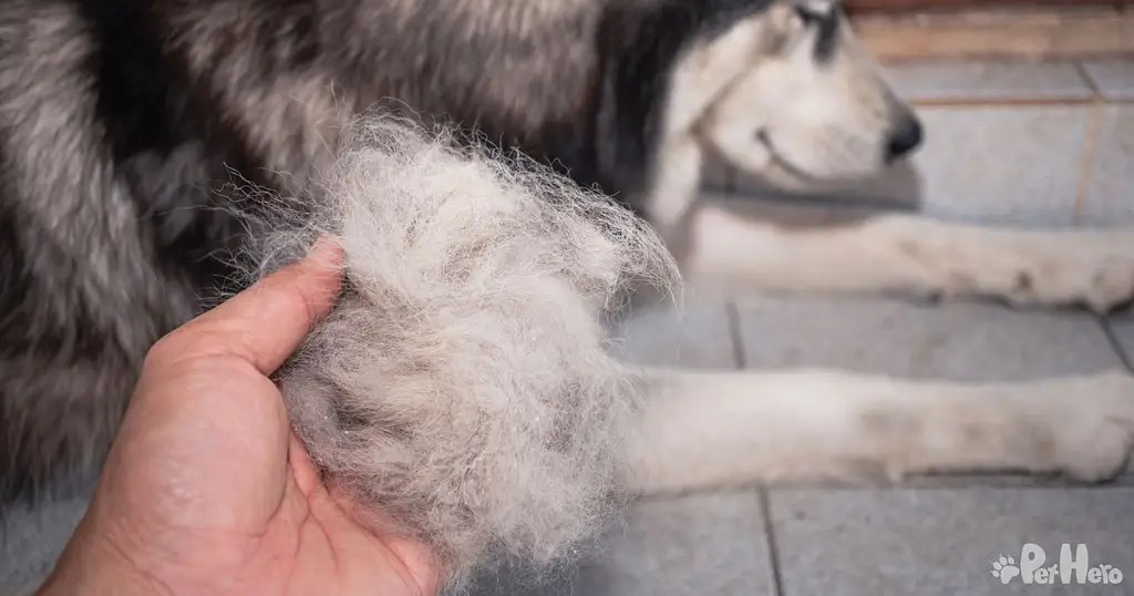 5 Reasons Dogs Lose Their Hair And How To Stop It Pet Hero