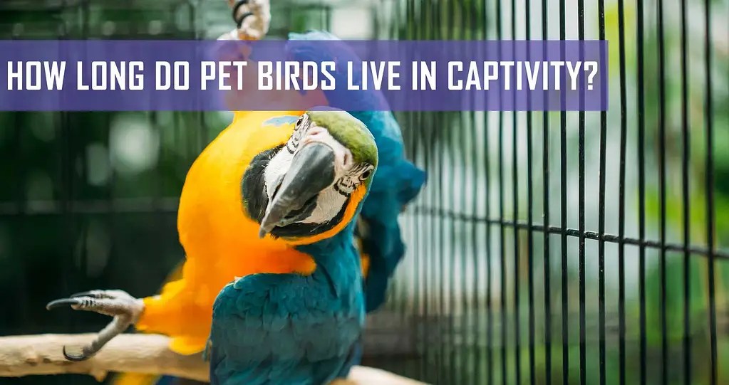 How Long Do Pet Birds Live In Captivity? Pet Hero