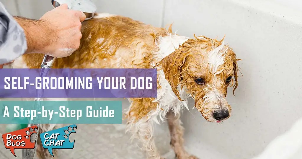A Stepbystep Guide To Dog Grooming Pet Hero