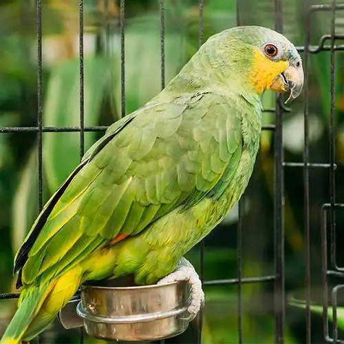 How Long Do Pet Birds Live In Captivity? Pet Hero