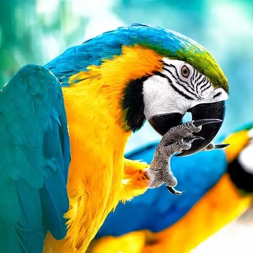 How Long Do Pet Birds Live In Captivity? Pet Hero