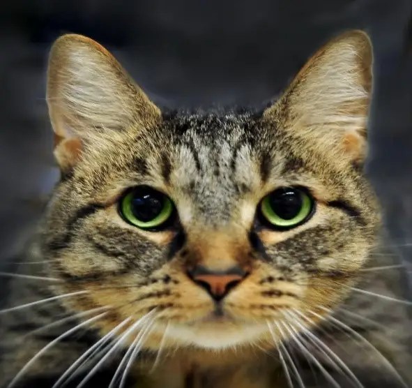 Domestic Shorthair Cat Breed Facts And Traits Pet Hero
