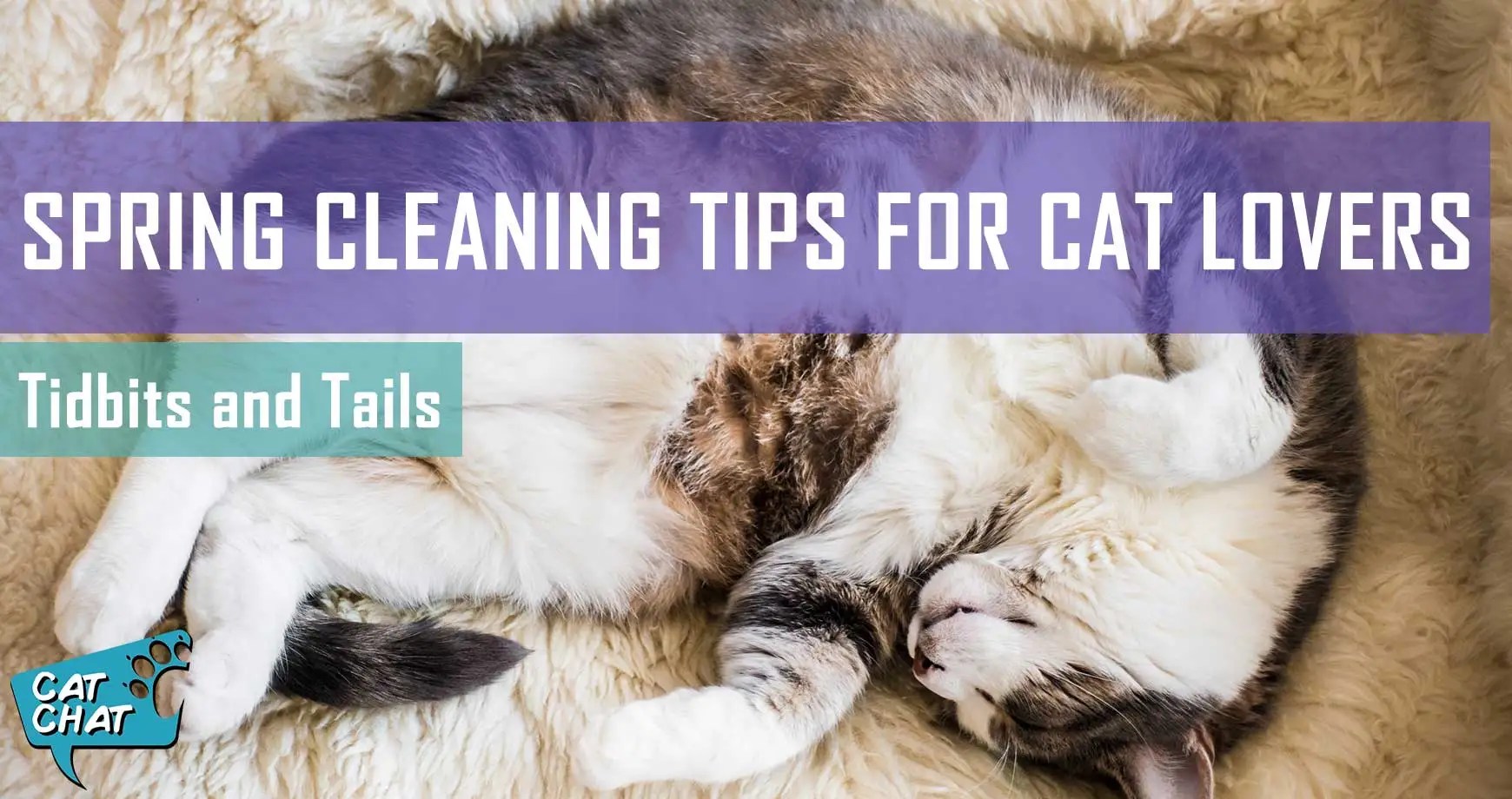 Spring Cleaning Tips For Cat Lovers Pet Hero
