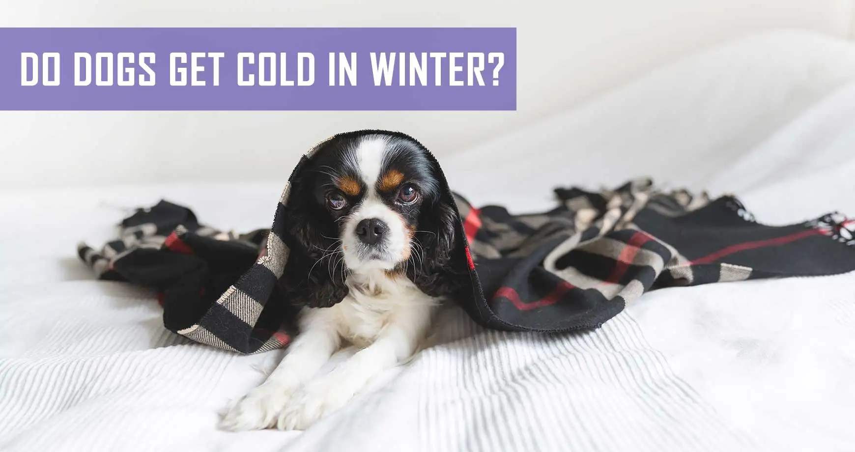 Do Dogs Get Cold In Winter? Pet Hero