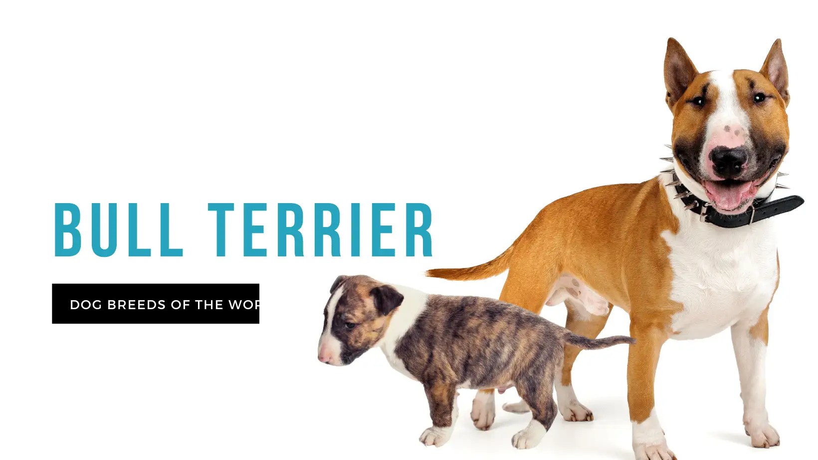 Bull Terrier Pet Hero