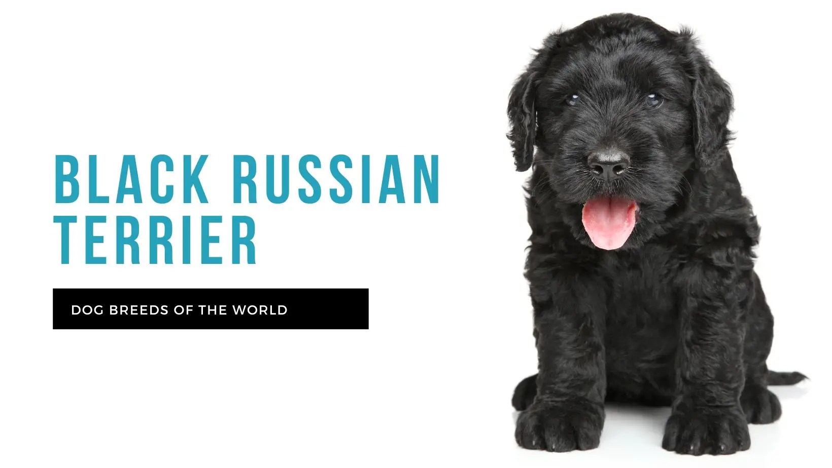 Black Russian Terrier Pet Hero