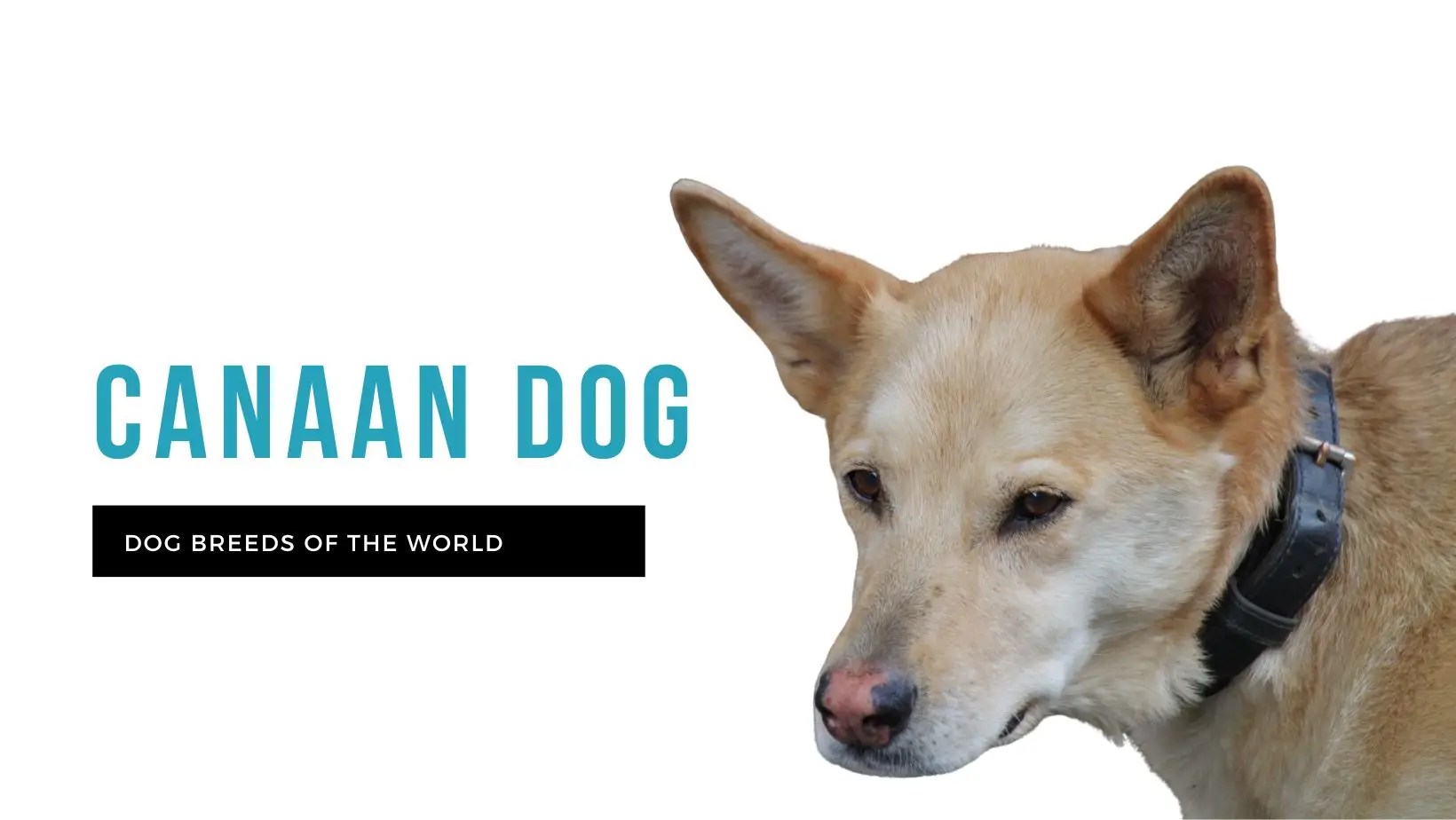 Canaan Dog Pet Hero