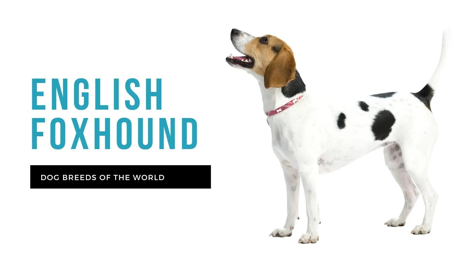 English Foxhound Pet Hero