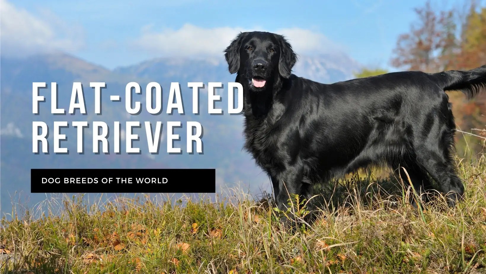 Flatcoated Retriever Pet Hero