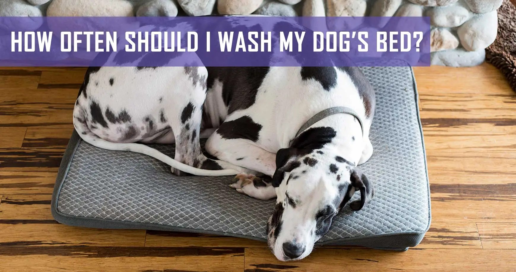 How Often Should I Wash My Dog’s Bed? Pet Hero