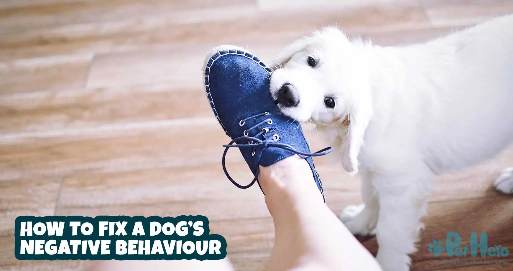 How To Fix A Dog’s Negative Behaviour Pet Hero