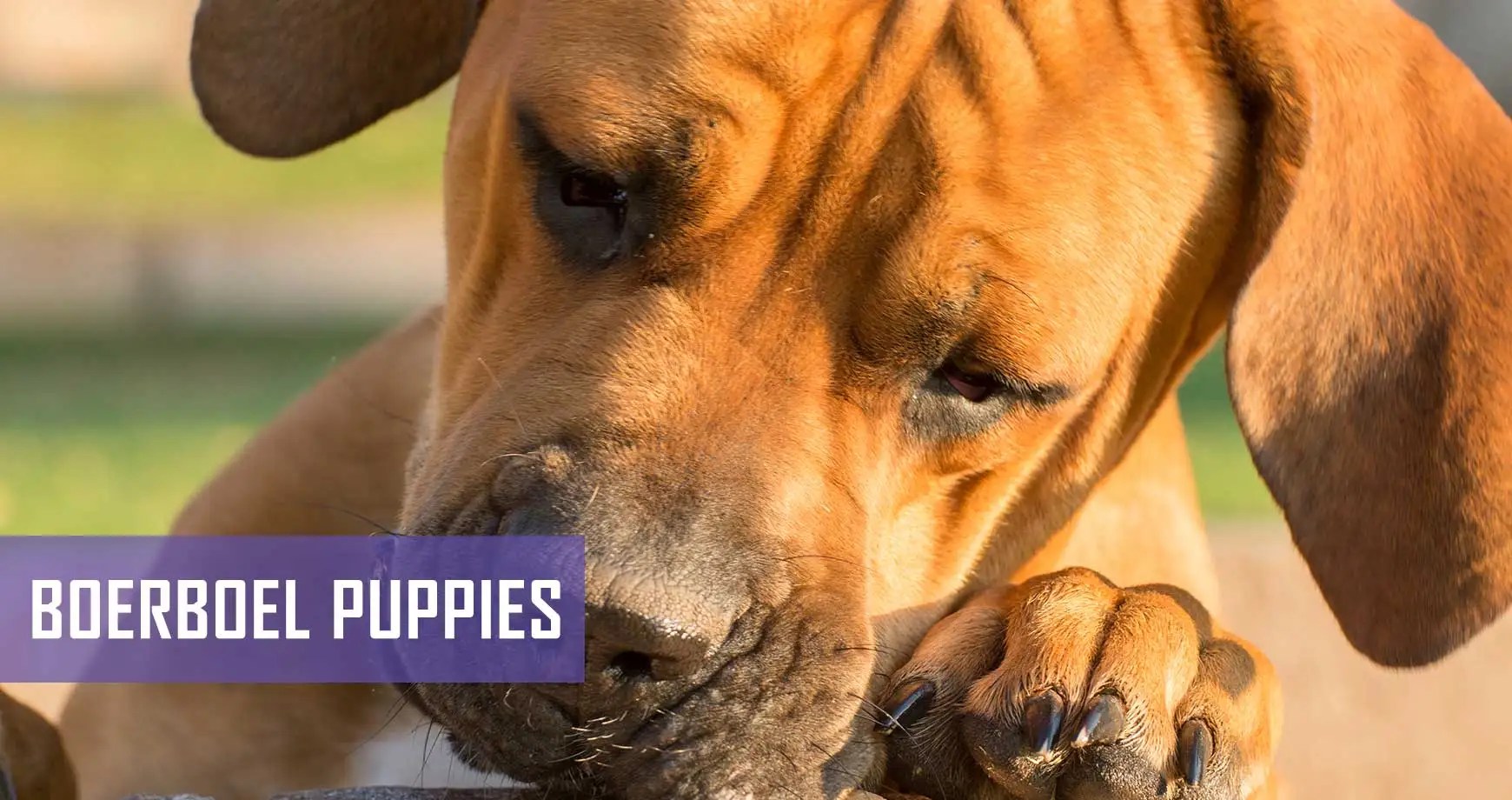 How Much Does A Boerboel Puppy Cost