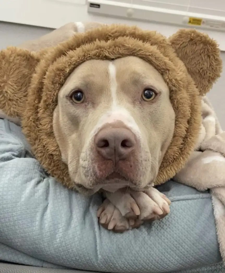 American Pitbull Kim Pets Sanctuary