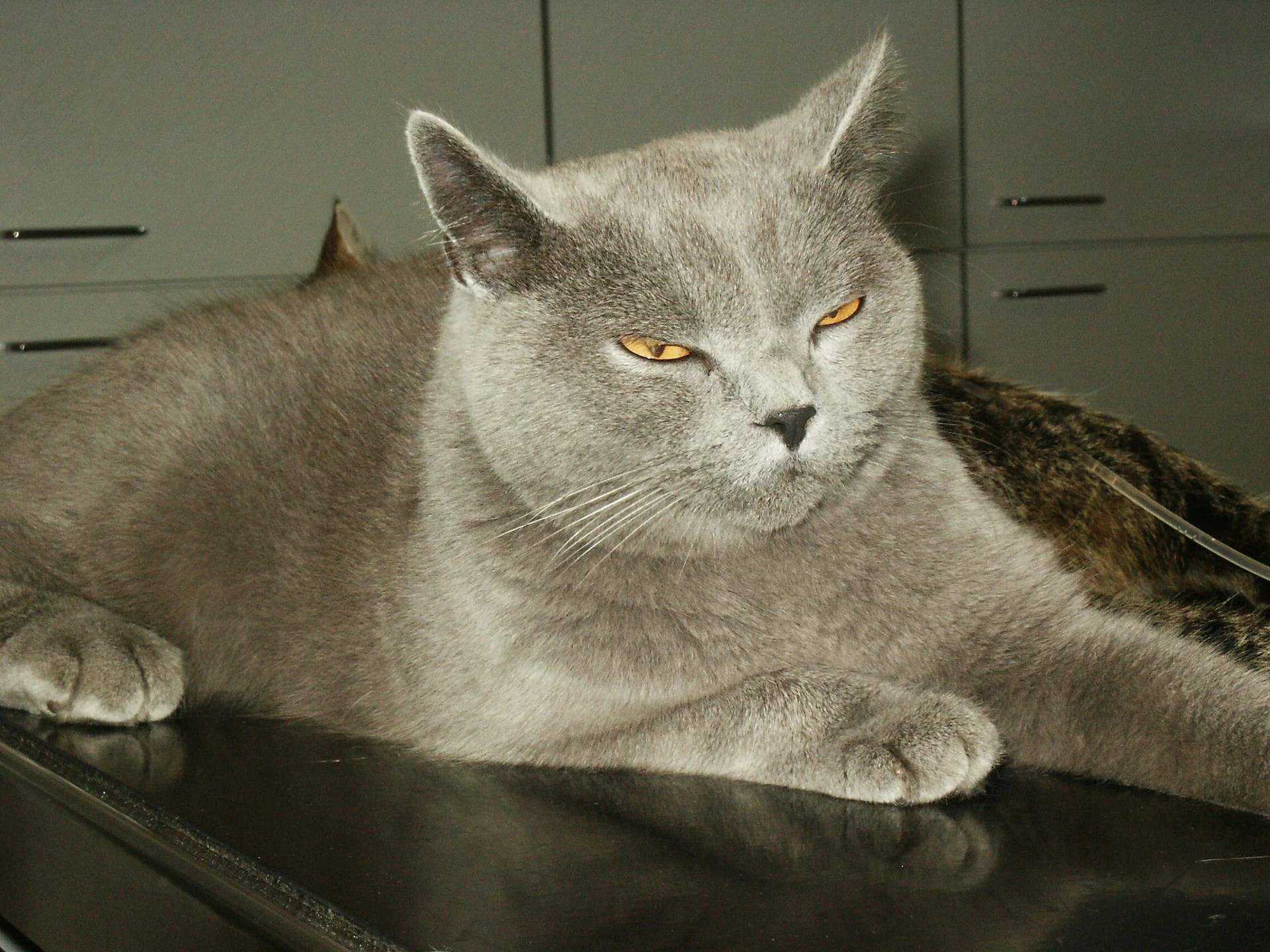 Wie alt können Katzen werden bei optimaler Haltung?