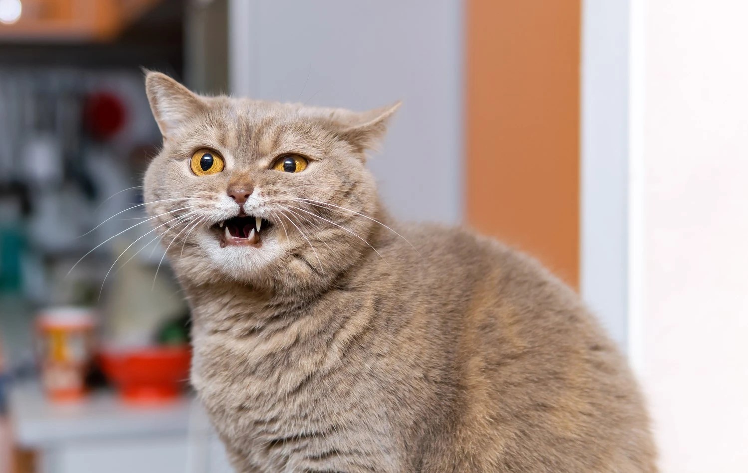 Demenz Wie Demenz bei Katzen feststellen und was tun?