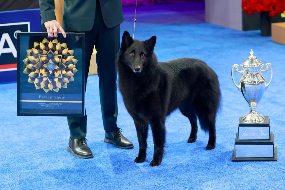 2025 National Dog Show Awards Belgian Sheepdog Soleil Best in Show
