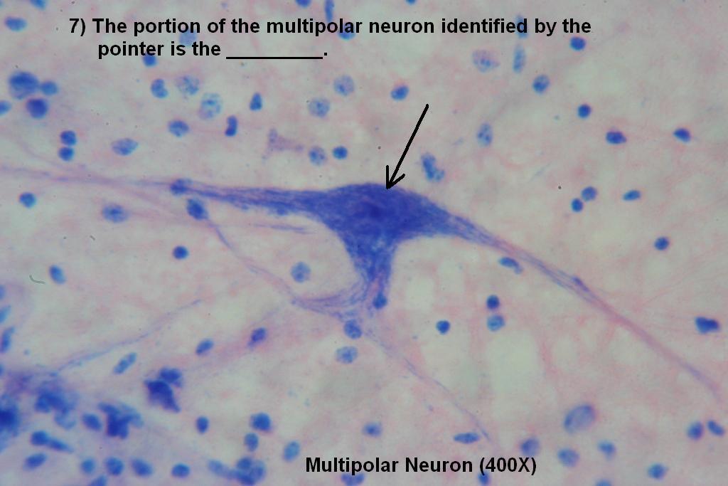 Quiz – Nervous System – Histology Atlas for Anatomy and Physiology