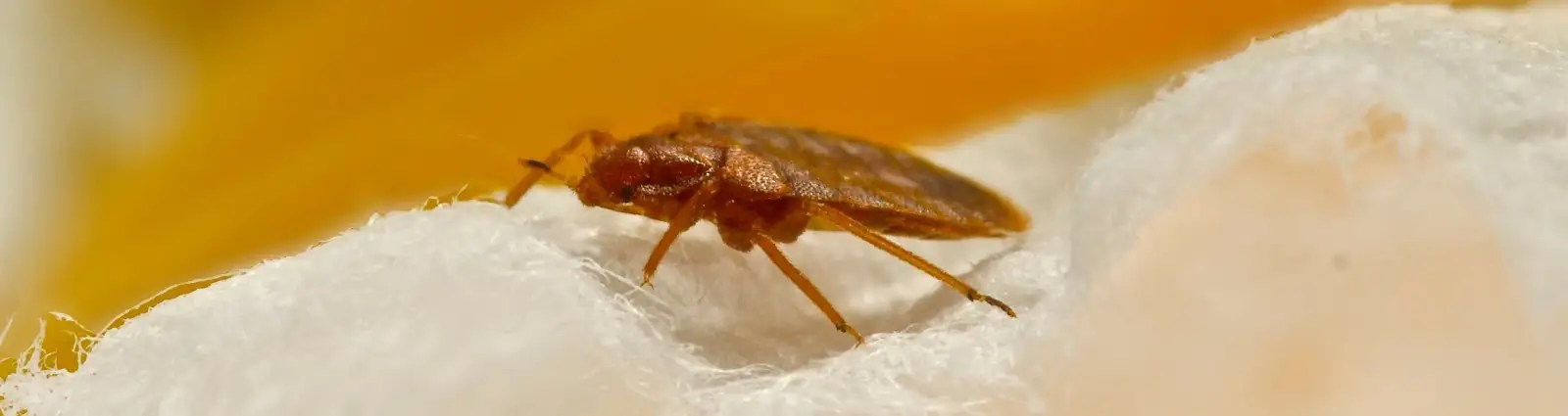 How to Keep Bed Bugs Away From Your Phoenix, AZ Home SOS