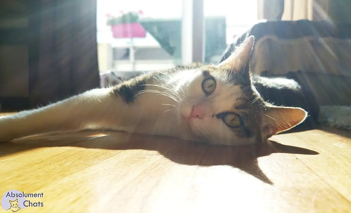 De la musique pour chat ? Chat va faire du bruit...