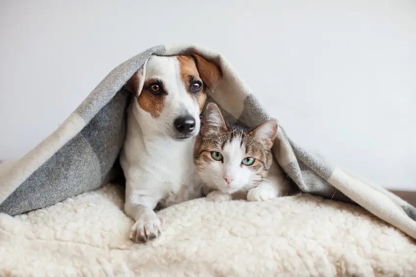 Chat et chien comment faire pour qu'ils s'entendent bien
