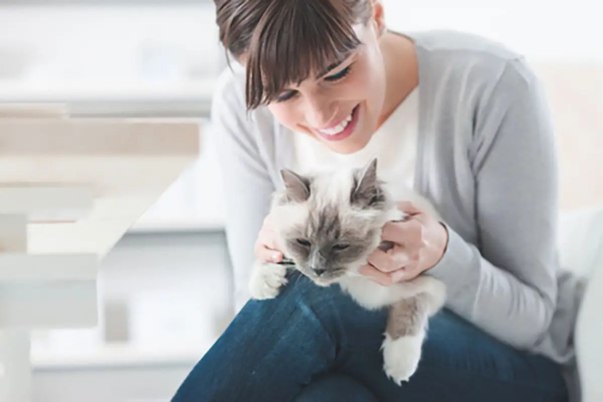 Comment caresser son chat ? Absolument Chats