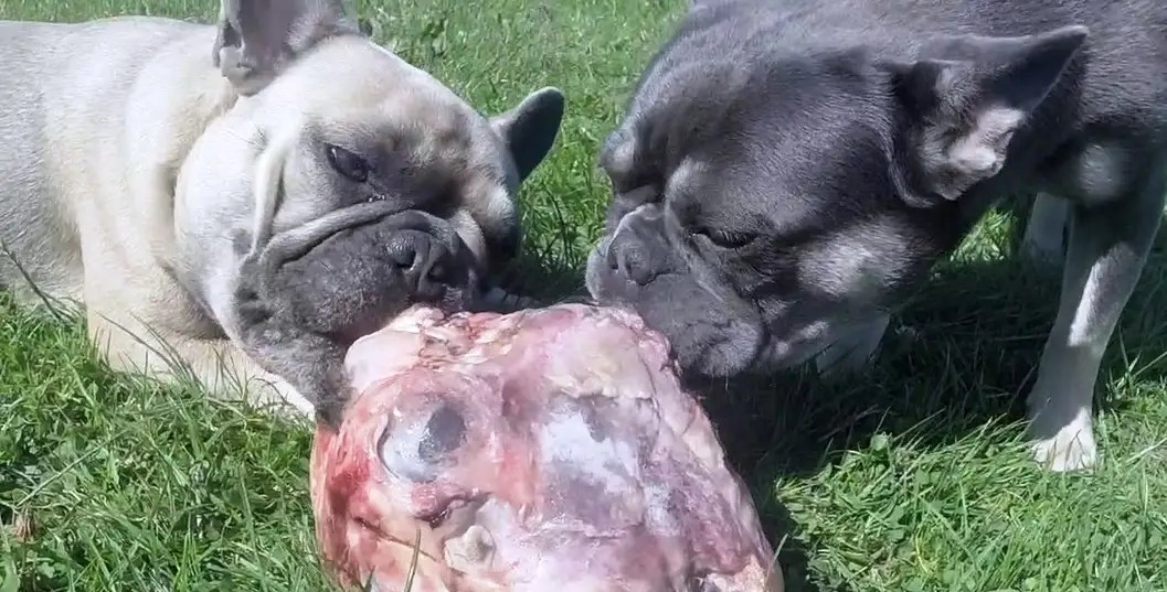 French Bulldog Feeding the Complete Frenchie Feeding Guide Doggifts